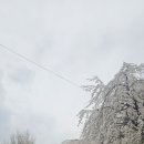 오다, 꽃 네이버블로그