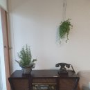 아이이피