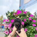 광주강아지분양 고양이분양 24시 데려가개본점 이미지