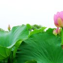 연꽃세상 이미지