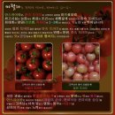 안스퓨어팜 | [안스퓨어팜] 마틸다 토마토 & 미니 파프리카 강추 후기