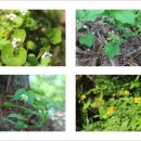 소사생태길(백일) 이미지