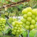 경북통상 농산물 산지유통센터 이미지