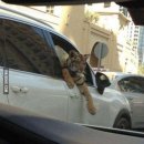 펫드라이브 이미지