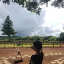 신용목장 | [제주 목장카페 밭디] 제주도에서 말 실컷 보고 온 솔직후기☕🐴