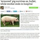 총알돼지 이미지