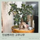 태기농장 | 인삼벤자민 키우기: 초보 추천 고무나무 3년 키워본 솔직 후기 (물주기·가지치기)