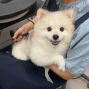 멍냥펫쌀롱 이미지