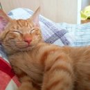 아이조아 이미지