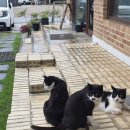 해오름 | [경기 안성 카페] 해오름 후기 : 푸른 잔디 마당과 고양이가 반겨주는 '카페 해오름' (내돈내산 후기)🌿☕️