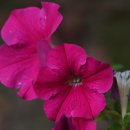 상동초등학교 이미지