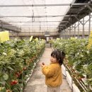 자매농장 | 서울 근교 딸기체험 율봄 식물원 딸기농장 예약 후기