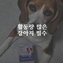 닥터펫푸드 | 비글 강아지 글루코사민 영양제 닥터독 베츠초이스 뉴트리션 J+ 관절 영양제 후기