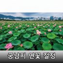 아토장터 | 2026 부여 서동연꽃축제: 궁남지 천만 송이 연꽃, 놓칠 수 없는 백제의 여름