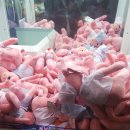 코끼리인형뽑기 이미지