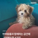 반려동물과 함께 생활하는 공간, 4가지만 기억하세요 이미지