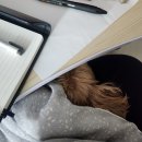 안녕 멈머야 | 콜라비 잘 먹는 강아지 호두는 개와늑대의시간도 잘 본다