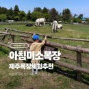 대동목장 | 제주 목장체험 추천 - 아침미소 목장 보물 찾기와 아이 사진 찍기 좋은 곳