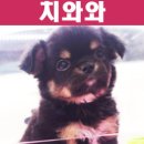헬로펫 여수 이미지