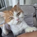 고양이샵 | [티캣플레이스] 고양이 미용실 나른하냥스트레스 줄여주는 금천구 고양이 미용샵 후기