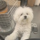 예쁘개 미용할개 | 수원 정자동 애견미용 비숑 콩이 미용
