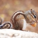 아기다람쥐 이미지