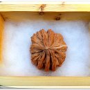 귀족호도 이미지