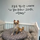 견고하개 이미지