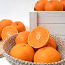 소나농장 이미지