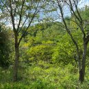 태백소원지 오토캠핑장 | 태백 고원자연휴양림 오토캠핑장 데크13호 후기