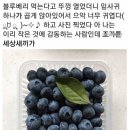망고파인