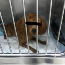 조암동물병원 이미지