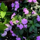 메아리식당 이미지