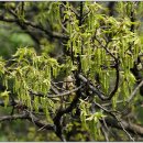 오리나무 이미지