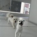 일리키독 이미지