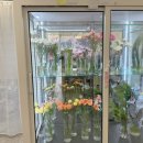 로지 데이즈