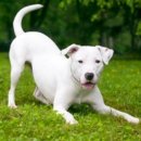 플레이 바우 이미지