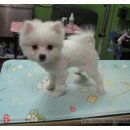 백설 애견샵 이미지