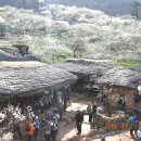 매화마트 이미지