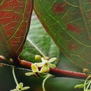 만두나무 이미지