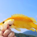 화천 황쏘가리 서식지 이미지