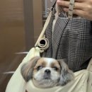 율하 위드동물병원 이미지