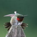 박각시 (Hawk Moth) &amp; 벌새 (Humming Bird) 이미지