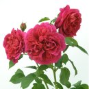 레이디오 이미지