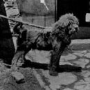 KGB KENNEL Daum카페