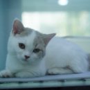 도로시펫강아지고양이