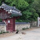 동방현수막 | [공지] 바쁘니까 청춘이다? 쉴 틈 없는 밀양 표충사 청춘템플스테이 후기 (1)