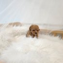 베베몽몽 이미지