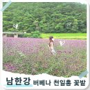 노란뜰 | 단양 가볼만한곳 : 고운골 아평쉼뜰 단양 버베나꽃밭과 천일홍 힐링여행