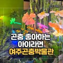 기장구조대 | 곤충 좋아하는 아이라면 꼭 저장|내돈내산 여주곤충박물관 실내체험 재방문 후기